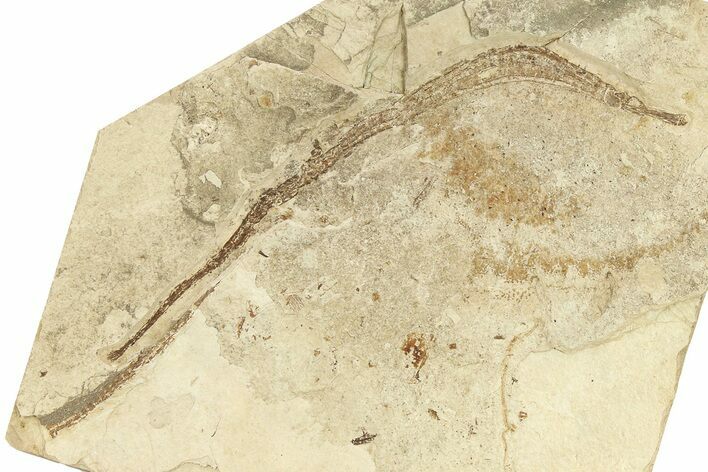 Fossil Pipefish (Hipposyngnathus) - California #294305